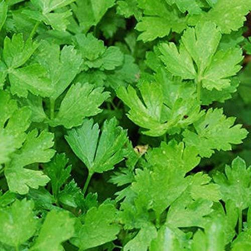 Forest Green Parsley Seeds-50 Count "COOL BEANS N SPROUTS" Brand. Herb. Non-GMO. Home Gardening.