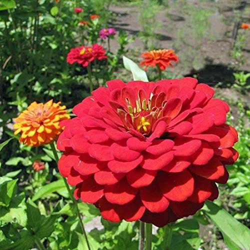 Exquisite Zinnia Flower Seeds-50 Count "COOL BEANS N SPROUTS" Brand. Non-GMO. Home Gardening.