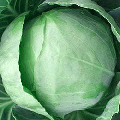 Early Round Dutch Cabbage Seeds - 1 g ~300 Seeds - Heirloom- Open Pollinated- Non-GMO- Farm  and  Vegetable Gardening  and  Micro Greens Seeds