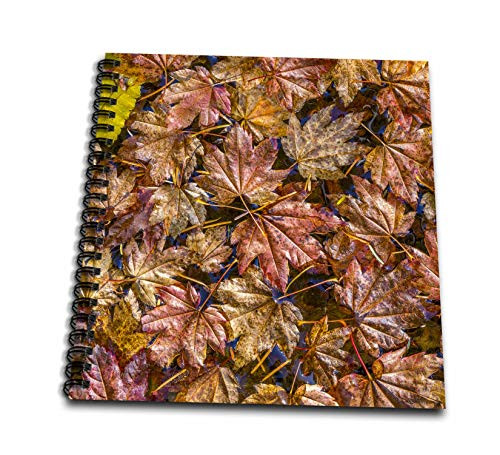3dRose USA- WA- Olympic NP. Fall vine maple leaves floating in pool. - Drawing Books -db-332337-1-
