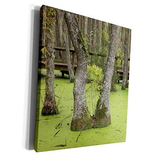 3dRose Danita Delimont - Swamp - USA- South Carolina- Charleston. Tupelo trees and boardwalk in swamp. - Museum Grade Canvas Wrap -cw-231571-1- 3dRose Danita Delimont - Swamp - USA- South Carolina- Charleston. Tupelo trees and boardwalk in swamp. - Museum Grade Canvas Wrap -cw-231571-1-