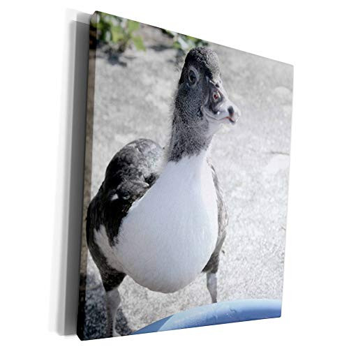 3dRose Susans Zoo Crew Animals Bird - Blue white duckling with pool - Museum Grade Canvas Wrap -cw-186562-1- 3dRose Susans Zoo Crew Animals Bird - Blue white duckling with pool - Museum Grade Canvas Wrap -cw-186562-1-