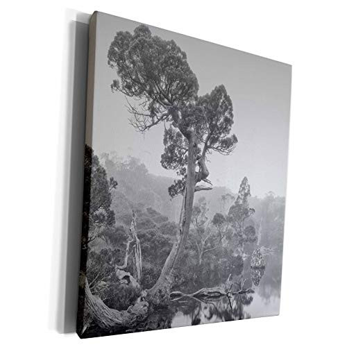 3dRose Danita Delimont - Trees - Australia- Tasmania- Cradle Mountain National Park Wombat Pool - Museum Grade Canvas Wrap -cw-226211-1- 3dRose Danita Delimont - Trees - Australia- Tasmania- Cradle Mountain National Park Wombat Pool - Museum Grade Canvas Wrap -cw-226211-1-
