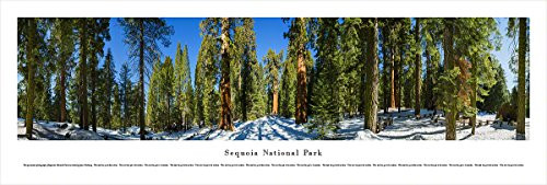Sequoia National Park - Horizontal - Blakeway Panoramas Unframed National Park Posters