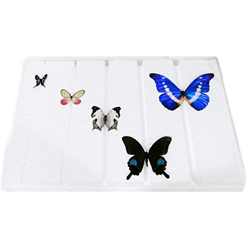 BicBugs styrofoam Butterfly Spreading Board