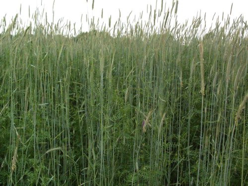 10LBS Winter Rye Seed Cover Crop,Food Plot Deer,Wildlife by Discount Lawn Care