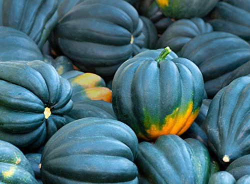 Acorn Squash Seeds for Planting - 50 Plus  Seeds - Table Squash- Delicious and Nutritious - Made in USA- Ships from Iowa