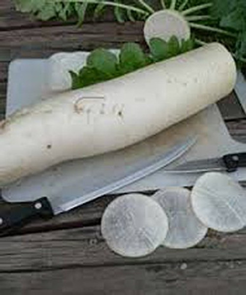 Radish. Japanese Minowase -Daikon- Radish Seed- Non-GMO- 150 Seeds per Package. Jacobs Ladder Ent.