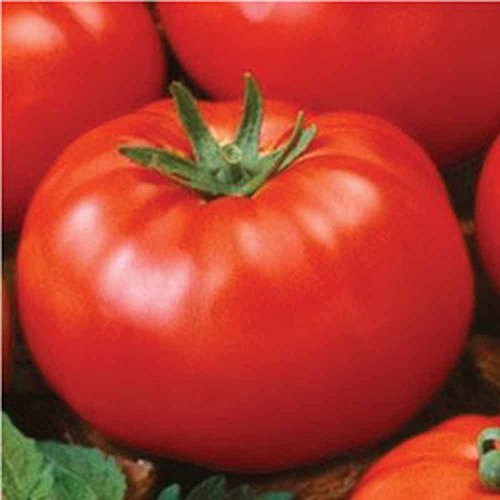 Tomato- Ace 55 Tomato Seeds- 75 Seed Pack - Non-GMO- USA Product. Packed by JACOBS LADDER ENT. Tomato- Ace 55 Tomato Seeds- 75 Seed Pack - Non-GMO- USA Product. Packed by JACOBS LADDER ENT.