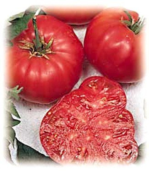 Tomatoes- Beefsteak Tomato 75 Seeds - Impressive - Non-GMO- USA Product. Packed by JACOBS LADDER ENT.
