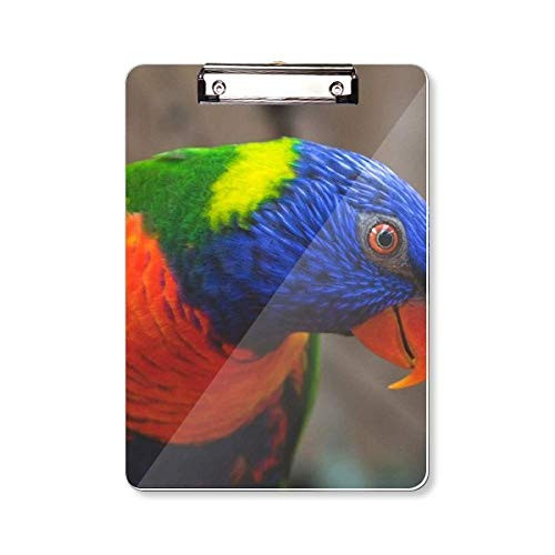 Pcture Terrestrial Organism Animal Parrot Clipboard Folder Writing Pad Backing Plate A4