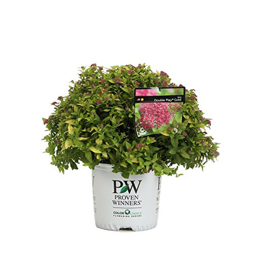 Double Play Gold Spirea (Spiraea) Live Shrub, Pink Flowers with Green and Yellow Foliage, 1 Gallon