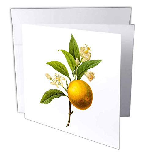 3dRose Dooni Designs Redoute Fruits and Flowers - Redoute Vintage Watercolor Fruit Orange Citrus Sp - 12 Greeting Cards with envelopes -gc-106856-2-