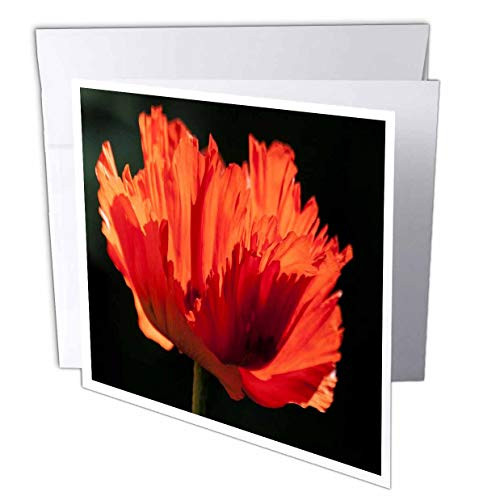 3dRose Image of Deep Orange Poppy Closeup - Greeting Cards -gc-329028-2-