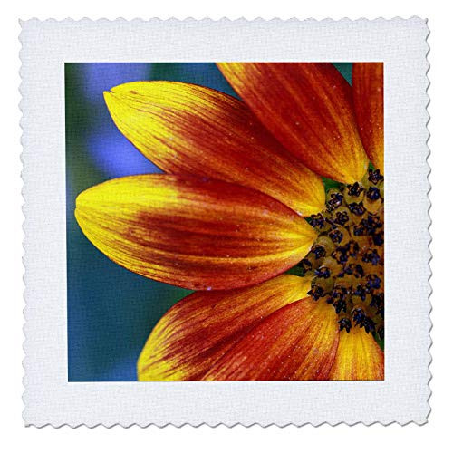 3dRose A macro photograph a the side of a red and yellow sunflower. - Quilt Squares -qs-335416-7- 3dRose A macro photograph a the side of a red and yellow sunflower. - Quilt Squares -qs-335416-7-