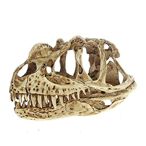 Fossil Skull Model Collectibles High Precision Ceratosaurus Skull Model Rex Dinosaur Resin Model Figure Aquarium Ornament