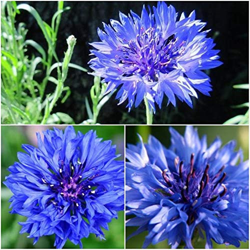 Centaurea Cyanus S.e.e.d.s, Blue Bachelor Button S.e.e.d.s, Dwarf Blue CornF.l.o.w.e.r S.e.e.d.s -500 S.e.e.d.s