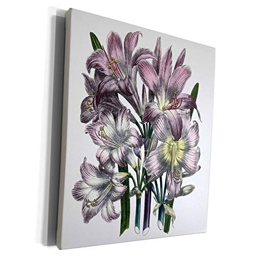 3dRose BLN Vintage Flower Collection - Belladonna with Pink Flowers - Museum Grade Canvas Wrap -cw-153172-1-
