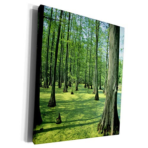 3dRose Danita Delimont - Bald Cypress - Heron Pond bald cypress trees in Shawnee National Forest, Illinois - Museum Grade Canvas Wrap -cw-251053-1-