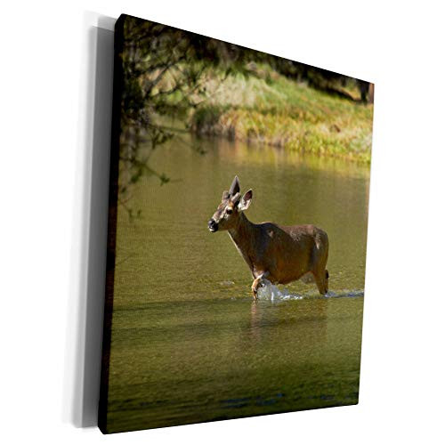3dRose Danita Delimont - Yosemite - Mule deer by Mirror Lake, Tenaya Canyon, Yosemite, California, USA - Museum Grade Canvas Wrap -cw-230104-1-