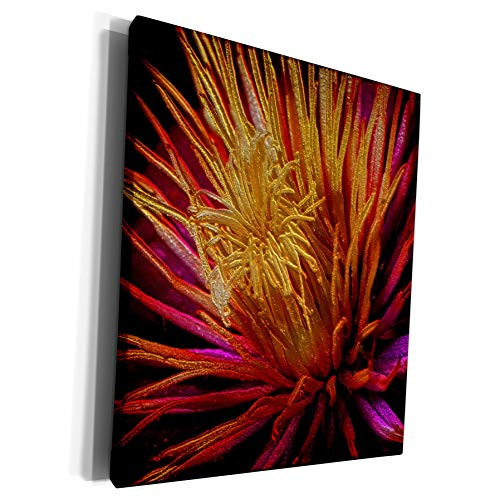 3dRose Visual Edges Nature - Close up of yellow pink and orange flower petals - Museum Grade Canvas Wrap -cw-154766-1-