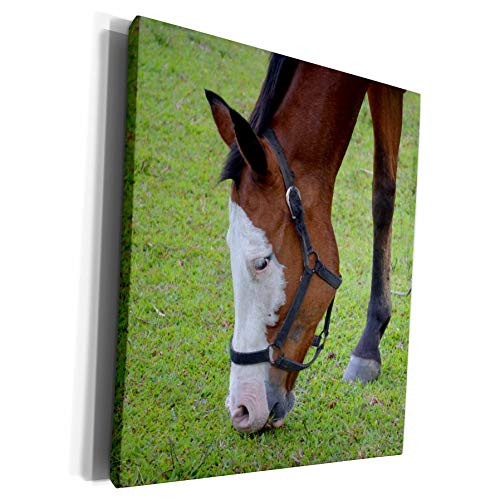 3dRose Susans Zoo Crew Animals - Horse Head Grazing White Face - Museum Grade Canvas Wrap -cw-215989-1- 3dRose Susans Zoo Crew Animals - Horse Head Grazing White Face - Museum Grade Canvas Wrap -cw-215989-1-