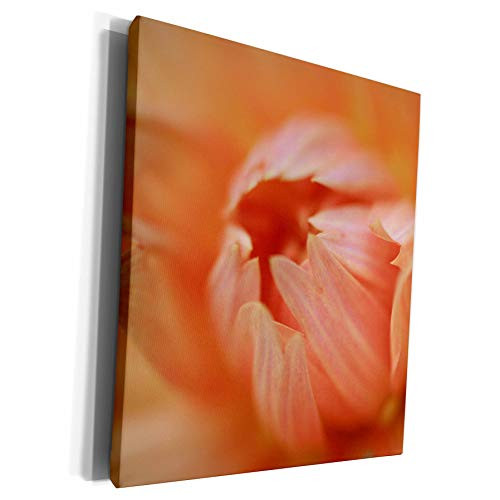 3dRose Danita Delimont - Flower - Orange Dahlia Abstract - Museum Grade Canvas Wrap -cw-228194-1- 3dRose Danita Delimont - Flower - Orange Dahlia Abstract - Museum Grade Canvas Wrap -cw-228194-1-