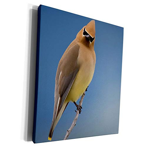 3dRose Danita Delimont - Birds - Cedar Waxwing, a curious stare - Museum Grade Canvas Wrap -cw-228427-1-
