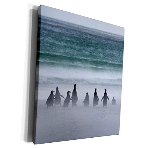 3dRose Danita Delimont - Penguin - Falkland Islands. Saunders Island. Gentoo penguins fight the wind. - Museum Grade Canvas Wrap -cw-229077-1- 3dRose Danita Delimont - Penguin - Falkland Islands. Saunders Island. Gentoo penguins fight the wind. - Museum Grade Canvas Wrap -cw-229077-1-