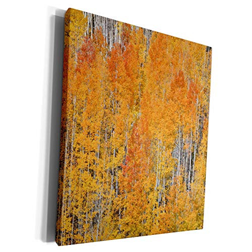 3dRose Danita Delimont - Forests - Colorado, Rocky Mountains, Keebler Pass, Orange aspen forest in Autumn - Museum Grade Canvas Wrap -cw-278807-1-