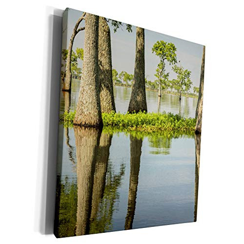 3dRose Danita Delimont - Louisiana - USA, Louisiana, Millers Lake. Tupelo trees in lake. - Museum Grade Canvas Wrap -cw-314829-1- 3dRose Danita Delimont - Louisiana - USA, Louisiana, Millers Lake. Tupelo trees in lake. - Museum Grade Canvas Wrap -cw-314829-1-