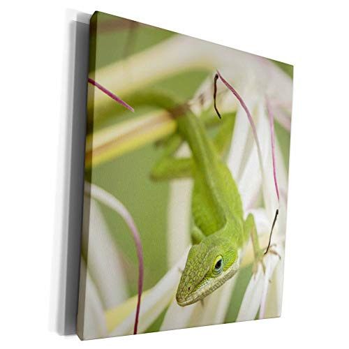 3dRose USA, Hawaii, Kauai. Anole lizard on blossom. - Museum Grade Canvas Wrap -cw-331243-1-