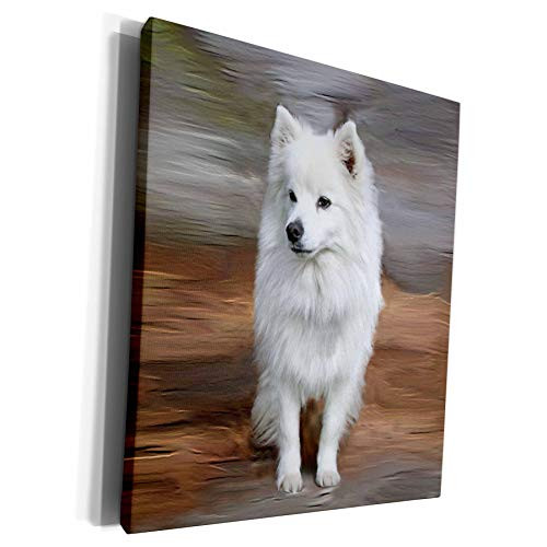 3dRose Dogs American Eskimo - American Eskimo Toy Dog - Museum Grade Canvas Wrap -cw-4178-1-