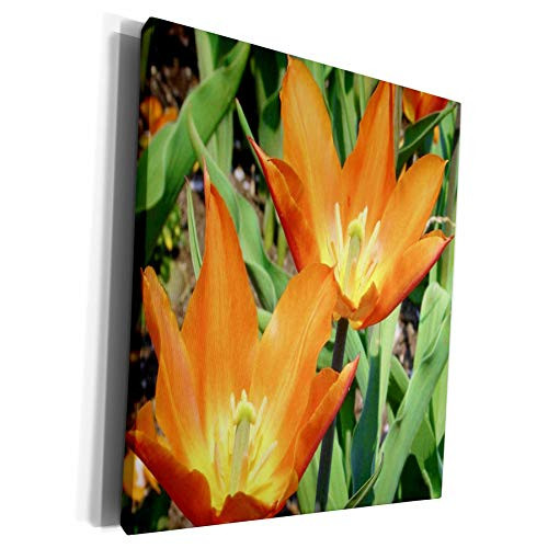 3dRose Florene Flowers - Orange Tulips Opened Up - Museum Grade Canvas Wrap -cw-57626-1-