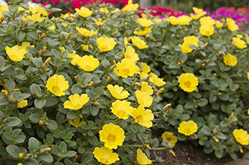 Costa Farms Live Purslane Outdoor Plant in in 1 QT Grower Pot, Yellow