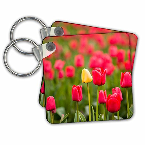 3dRose Danita Delimont - Flowers - One yellow tulip in a field of red tulips, Skagit Valley, Washington - set of 6 Key Chains -kc-260479-3-