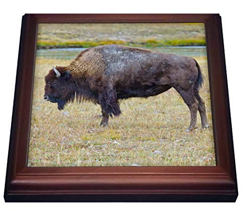 3dRose USA, Wyoming, Yellowstone NP. Bison along Fountain Flat Drive. - Trivets -trv-333149-1-