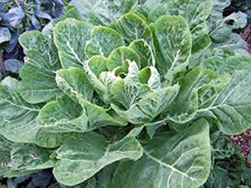 Collard Greens Seed, Morris, Heirloom, Non GMO, 50 plus Seeds Collard Green Collard Greens Seed, Morris, Heirloom, Non GMO, 50 plus Seeds Collard Green