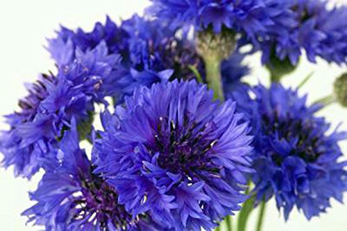 Bachelor Button, Tall Blue Seeds, 50 plus Seeds, Beautiful Bright Blue Colored Blooms.
