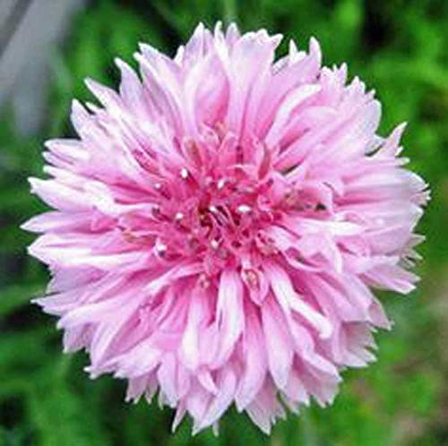 Bachelor Button, Tall Pink Seeds, 25 plus Seeds, Beautiful Bright Pink Colored Blooms.