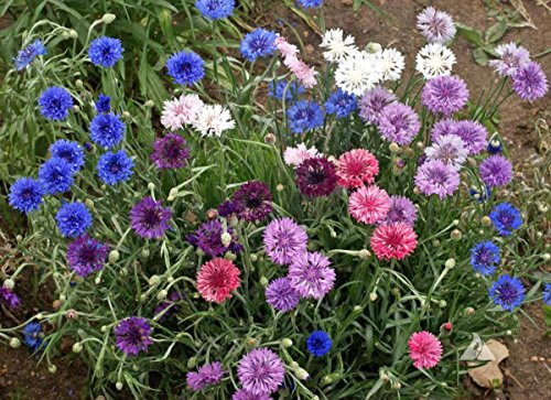 50 Bachelor Button Tall Mix Seeds, Beautiful, Bright, Multicolored Blooms