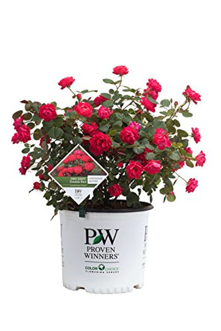 Proven Winners - Rosa OSO EASY Double Red (Landcape Rose) Rose, red flowers, #2 - Size Container