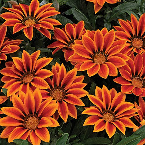 Outsidepride Gazania Kiss Orange Flame Flower Seeds - 50 Seeds