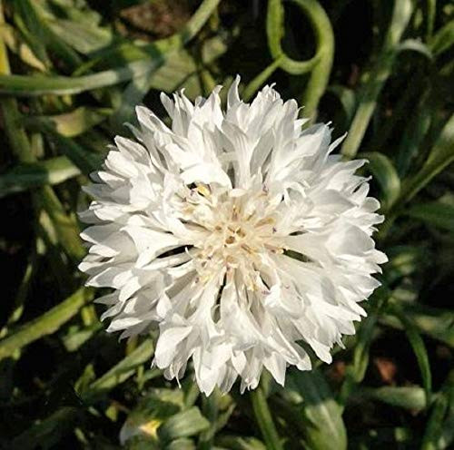 Tall White Bachelor Button Flower Seeds 100 Count,"COOL BEANS N SPROUTS" Brand. Home Gardening.