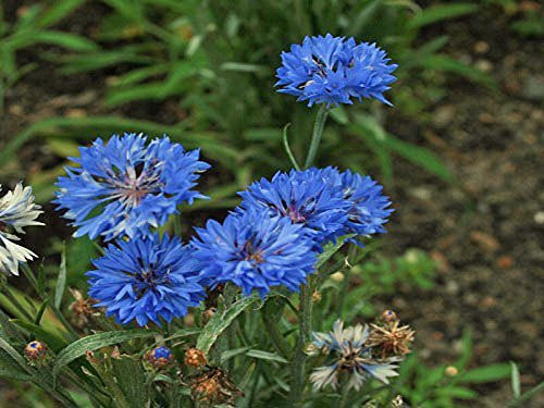 Bachelor Button, Tall Blue Seeds, 500 Seeds, Beautiful Bright Blue Colored Blooms.