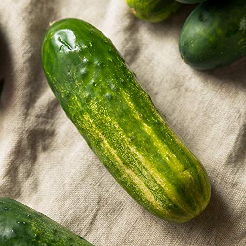 Cucumber Seeds - Carolina F1-3 g Packet ~100 Seeds - Cucumis sativus - Farm and Garden Vegetable Seeds - Non-GMO, Hybrid, Annual Cucumber Seeds - Carolina F1-3 g Packet ~100 Seeds - Cucumis sativus - Farm and Garden Vegetable Seeds - Non-GMO, Hybrid, Annual