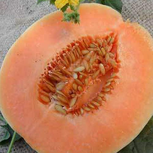 Organic Honey Dew Orange Flesh Melon - 1 g ~30 Seeds - Organic, Heirloom, Open Pollinated, Non-GMO, Farm  and  Vegetable/Fruit Gardening Seeds