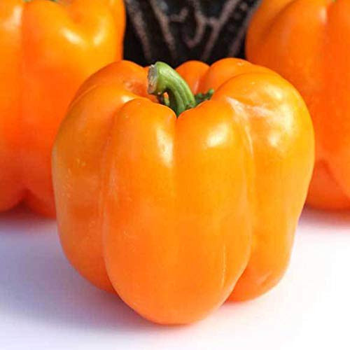 Orange King Bell Pepper Seeds - 250 mg ~30 Seeds - Non-GMO, Open Pollinated, Heirloom, Vegetable Gardening Seeds - Sweet Pepper Orange King Bell Pepper Seeds - 250 mg ~30 Seeds - Non-GMO, Open Pollinated, Heirloom, Vegetable Gardening Seeds - Sweet Pepper