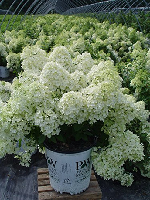 Proven Winners - Hydrangea pan. Bobo (Panicle Hydrangea) Shrub, dwarf form with white flowers, #2 - Size Container Proven Winners - Hydrangea pan. Bobo (Panicle Hydrangea) Shrub, dwarf form with white flowers, #2 - Size Container