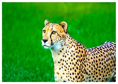 Cheetah Fine Art Greeting Card -Blank Inside-